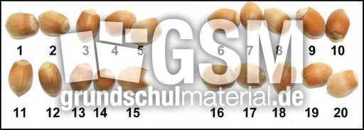 20-Haselnüsse-Zahlenstrahl.jpg